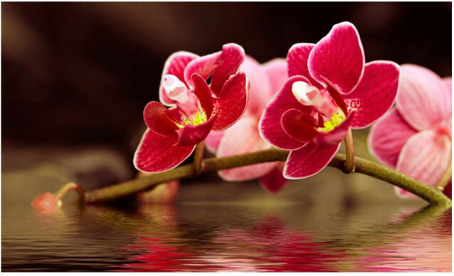 Kuvatapetti Artgeist Kaunis orkidea 270x450cm