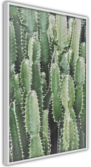 Juliste Artgeist Cactus Garden kehyksillä eri kokoja
