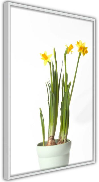 Juliste Artgeist Narcissus kehyksillä eri kokoja