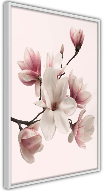 Juliste Artgeist Delicate Magnolias, kehyskartongilla, kehyksillä, eri kokoja