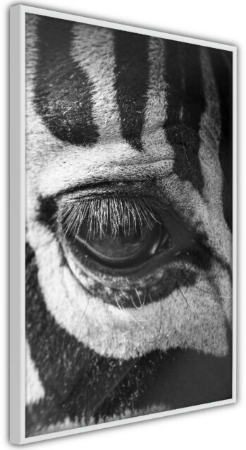 Juliste Artgeist Zebra Eye, kehyskartongilla, kehyksillä, eri kokoja