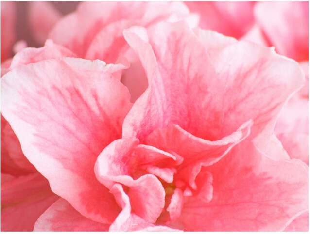 Kuvatapetti Artgeist Pink Azalea Flower eri kokoja