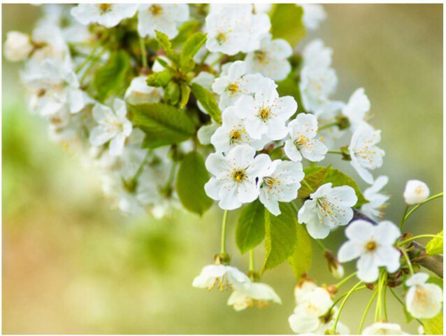Kuvatapetti Artgeist Kaunis herkkä kirsikankukka eri kokoja