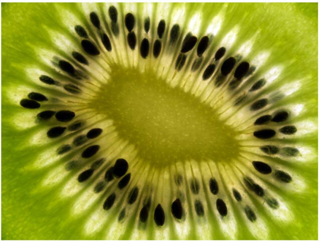 Kuvatapetti Artgeist Fruits: kiwi eri kokoja