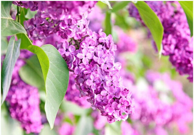 Kuvatapetti Artgeist Lilac flowers eri kokoja