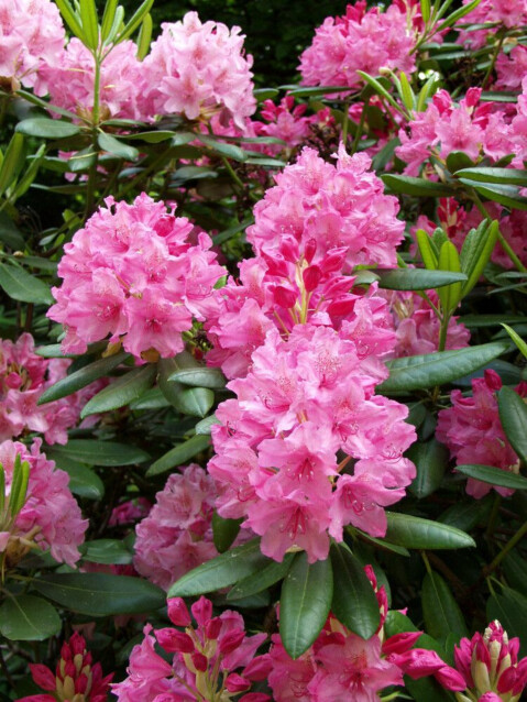 Alppiruusu Haaga Viheraarni Rhododendron Haaga 30-40