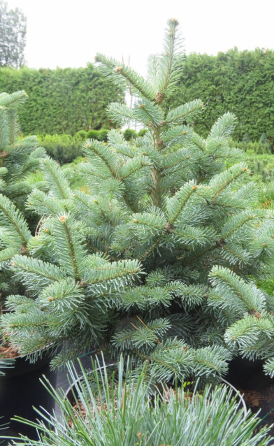 Kääpiölännenpihta Viheraarni Abies Lasiocarpa Compacta 40-60