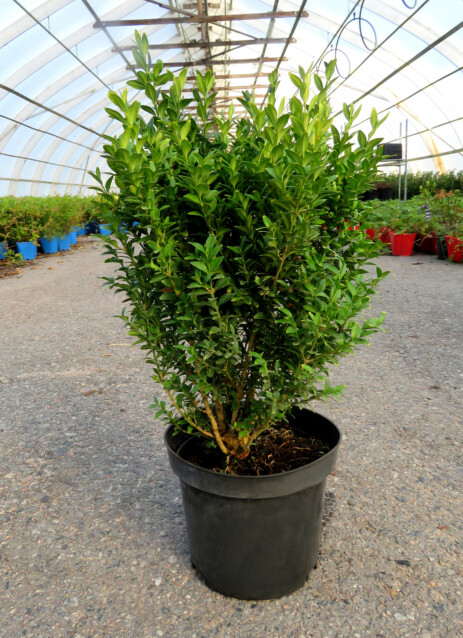 Isopuksipuu Buxus sempervirens Maisematukku 30-40