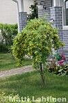 Riippahernepuu Viheraarni Caragana Arborescens Pendula 180-