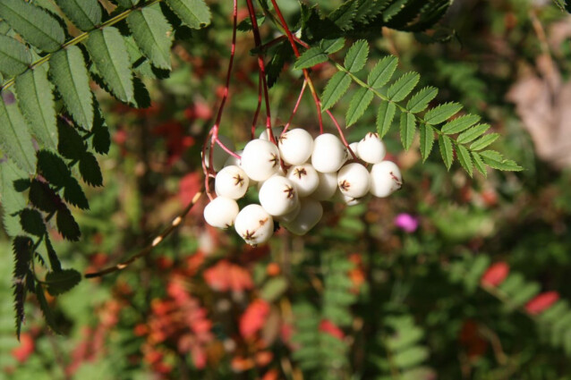 Koruhelmipihlaja Viheraarni Sorbus Koehneana