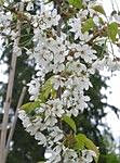 Makeakirsikka Viheraarni Prunus Avium Leningradin musta