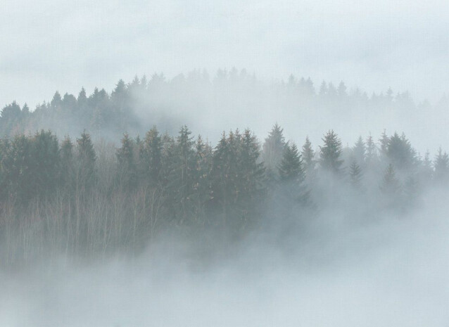 Kuvatapetti A.S. Creation Designwalls Misty Forest, 350x255cm, harmaa