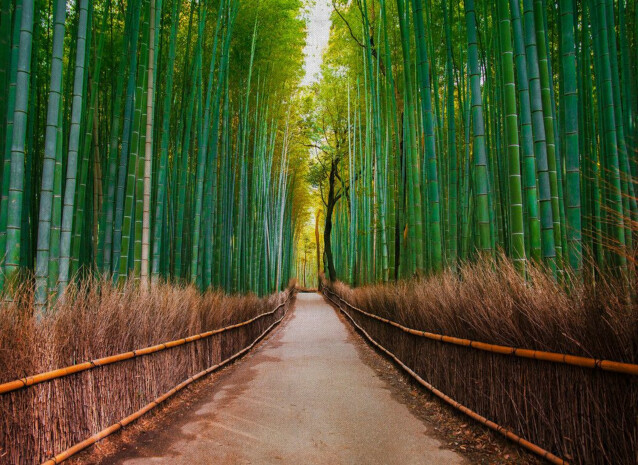 Kuvatapetti A.S. Creation Designwalls Bamboo Walk, 350x255cm, vihreä