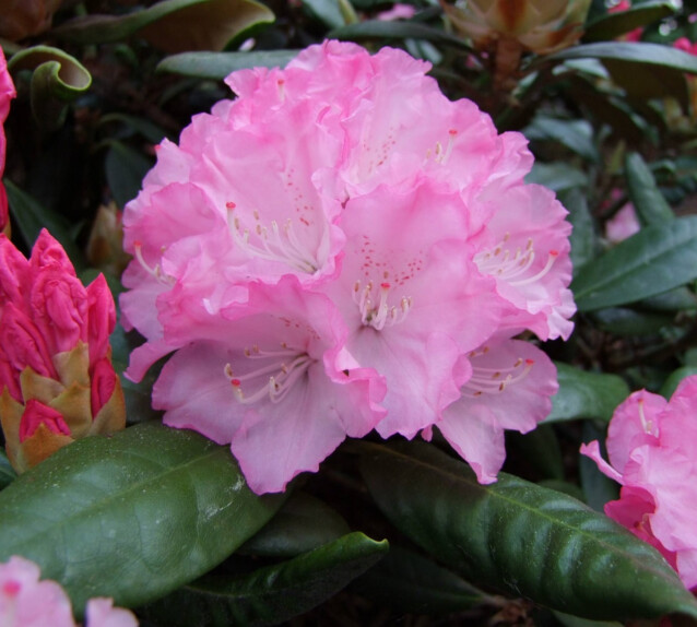 Alppiruusu Rhododendron Maisematukku Royal Rosy 25-30