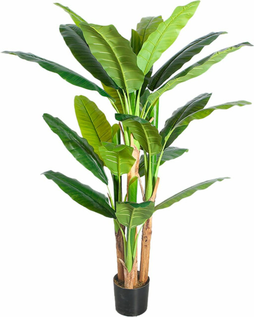 Tekokasvi Lykke Banana Tree, 170cm