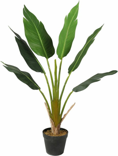 Tekokasvi Lykke Strelitzia Tree, 90cm